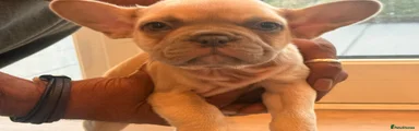 French Bulldog 4