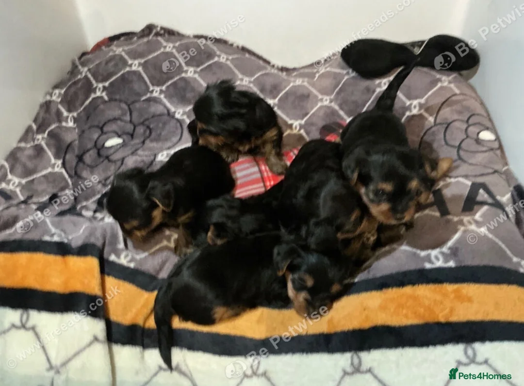 Yorkshire Terrier dogs for sale: 7 Beautiful Yorkshire terrier puppies  - Advert 3