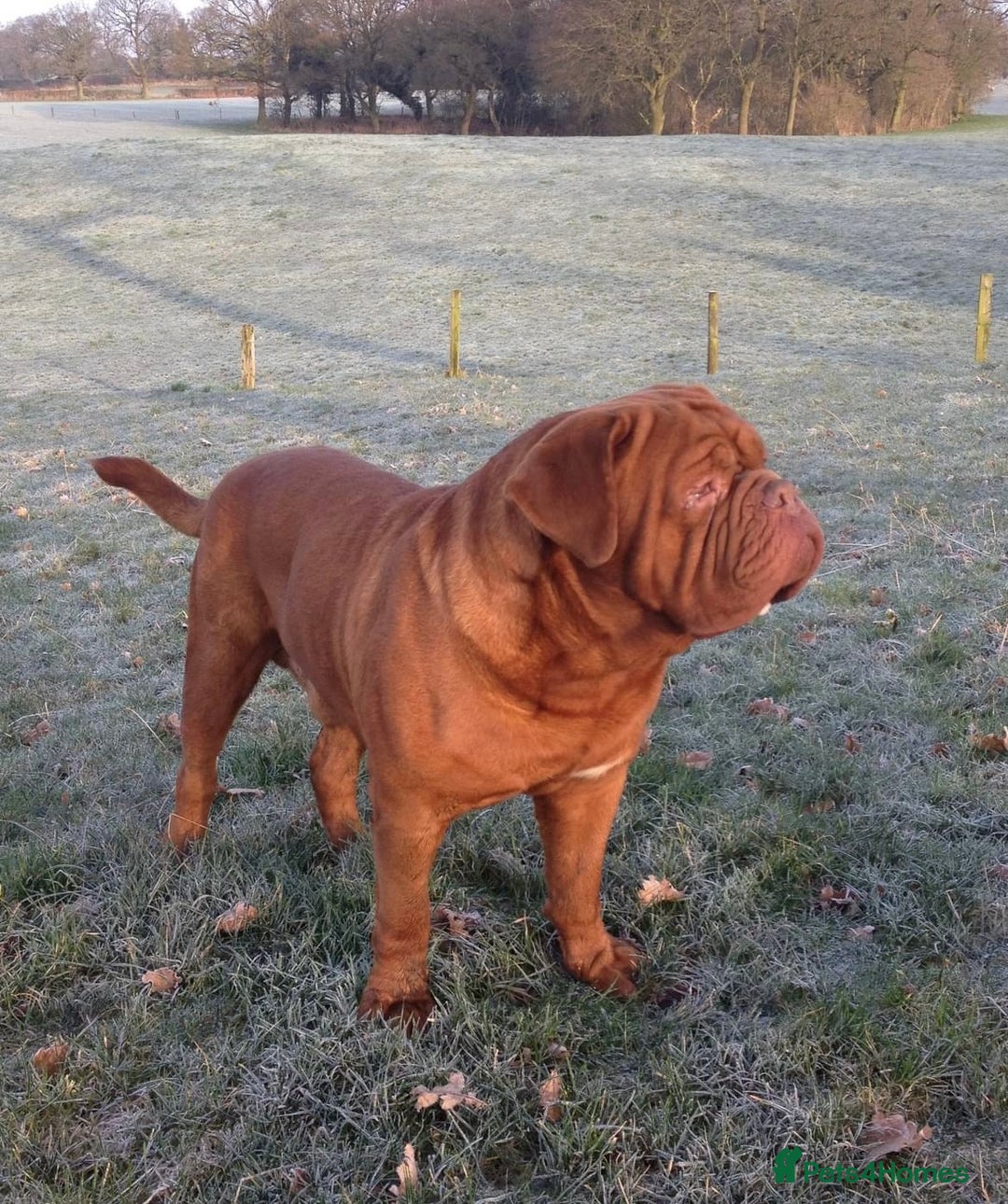 Dogue De Bordeaux dogs for stud: Orthrusslair Sidney is here and PROVEN in Chester - Image 7