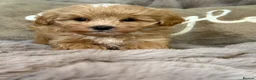 Maltipoo dogs for sale: Maltipoo Babies  - Advert 10