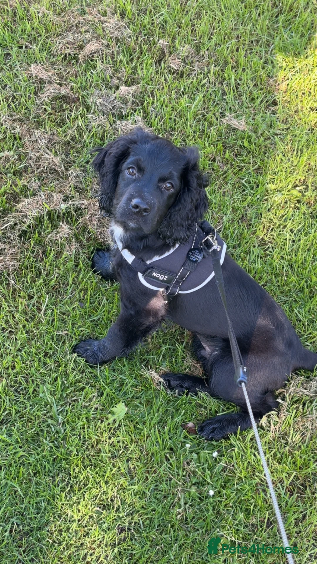 Cocker Spaniel dogs for sale: Puppy cocker - Advert 2
