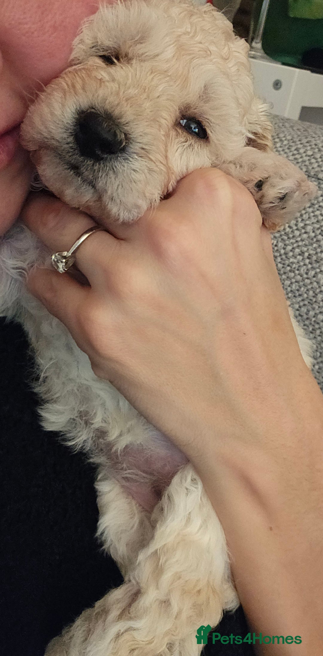 Poochon dogs for sale: 1 girl left!! Poochon pups ready to leave. - Advert 14