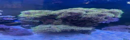 Other/Mixed Breed fish for sale:  Marine Tank Shutdown – Full Livestock Package  in London - Advert 6