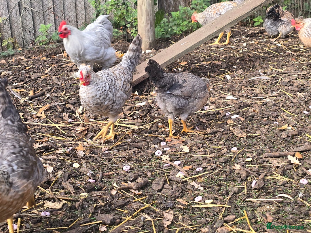 Chickens poultry for sale: Lavender Pekin Bantam Cream Legbar chickens  - Advert 6