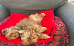 Shih Tzu dogs for sale: Shih Tzu KARASHISHI Line Two Boys Left Green Eyes - Advert 4