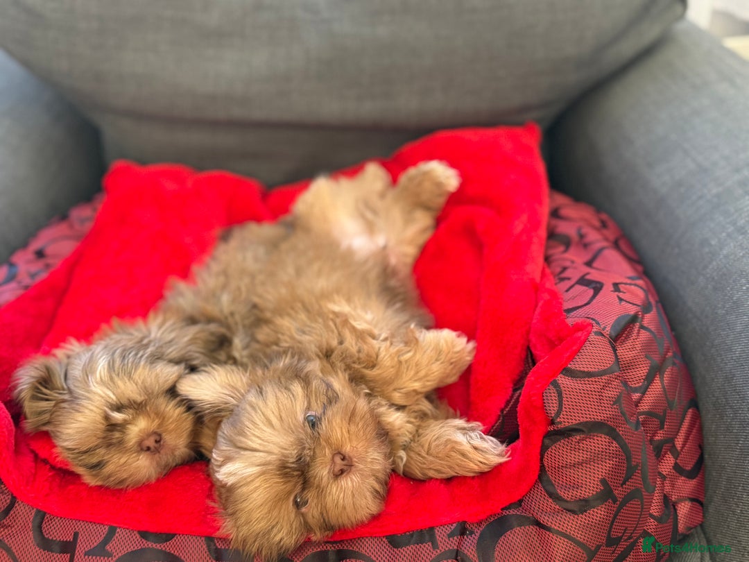 Shih Tzu dogs for sale: Shih Tzu KARASHISHI Line Two Boys Left Green Eyes - Advert 4