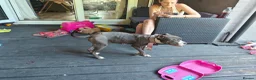 Mixed Breed dogs for sale: Blue Staffordshire bull terrier cross female - Advert 12