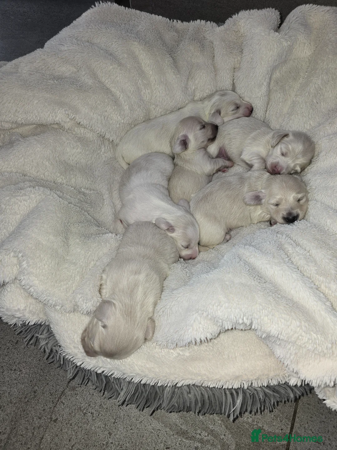 Miniature Dachshund dogs for sale: Beautiful cream longhair miniature dachshund  - Advert 1