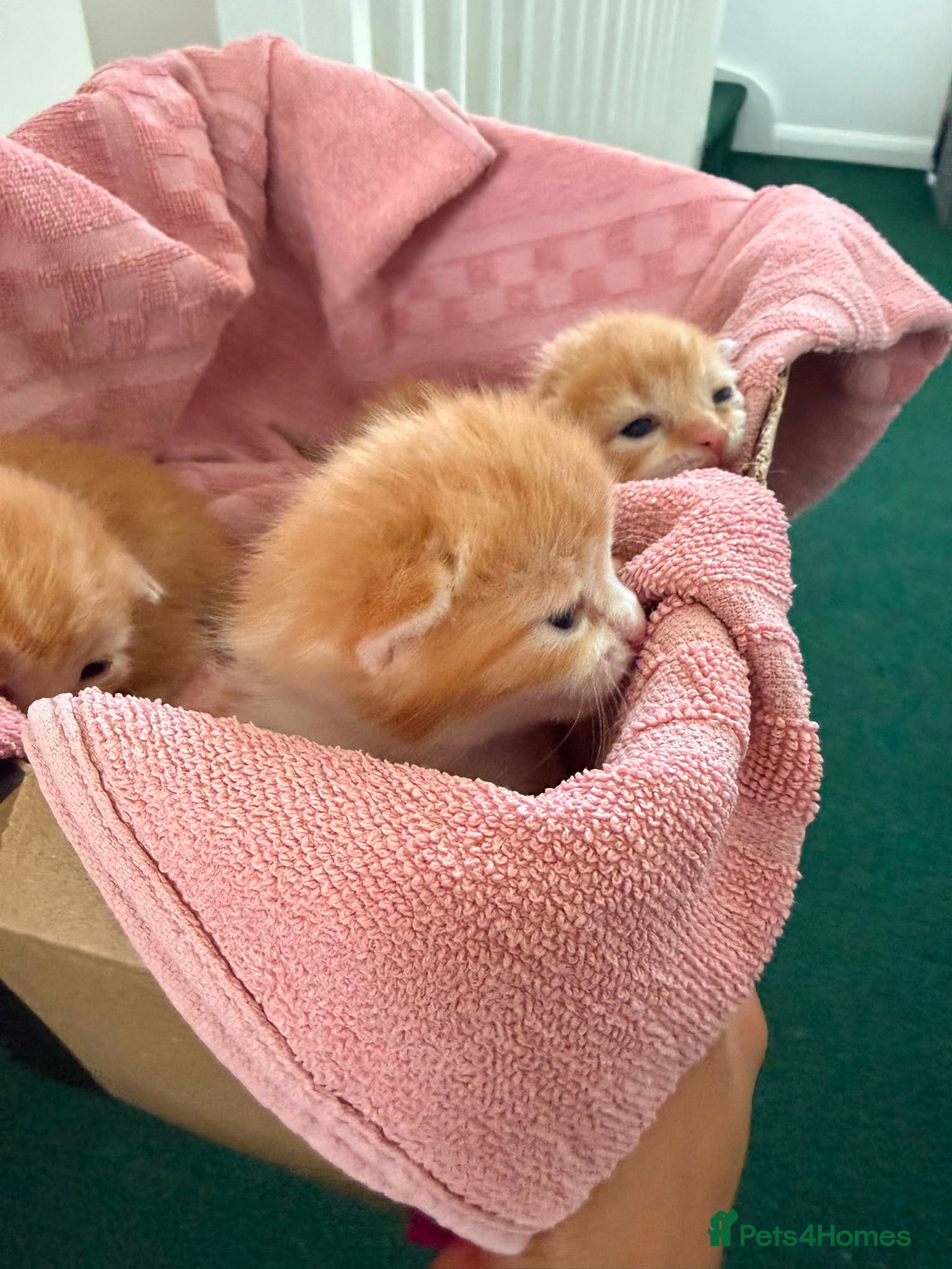 British Shorthair cats 3 ginger stripey boys for sale - Advert 17