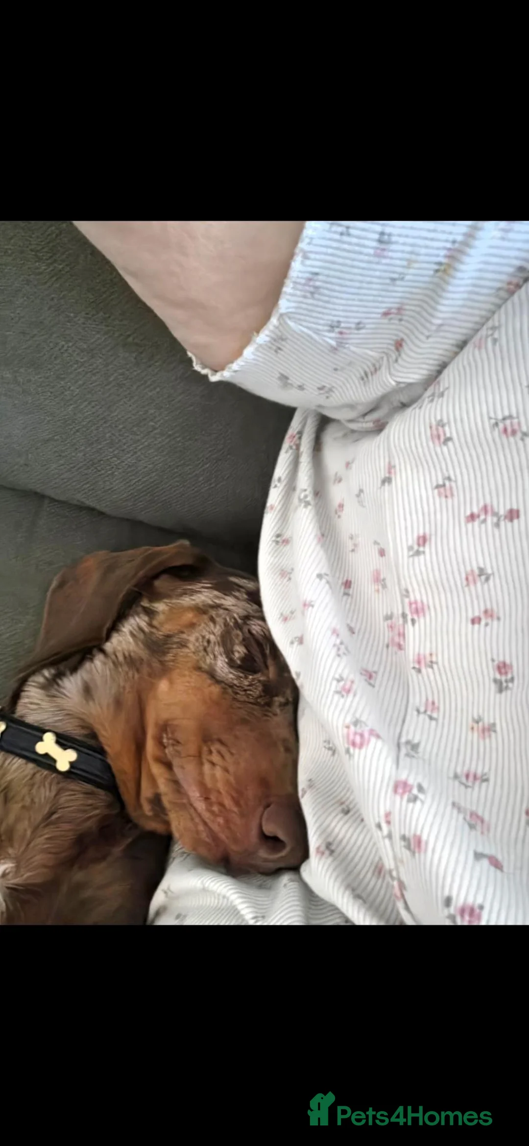 Miniature Dachshund dogs for sale: Loving home needed for sid  - Advert 2