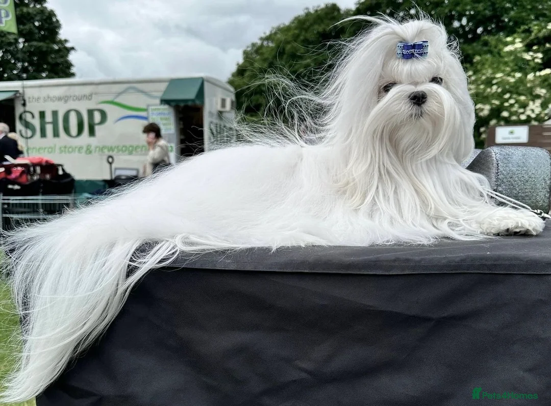 Maltese dogs for sale: 🌸 Exceptional KC Registered Maltese girls  🌸 - Advert 7