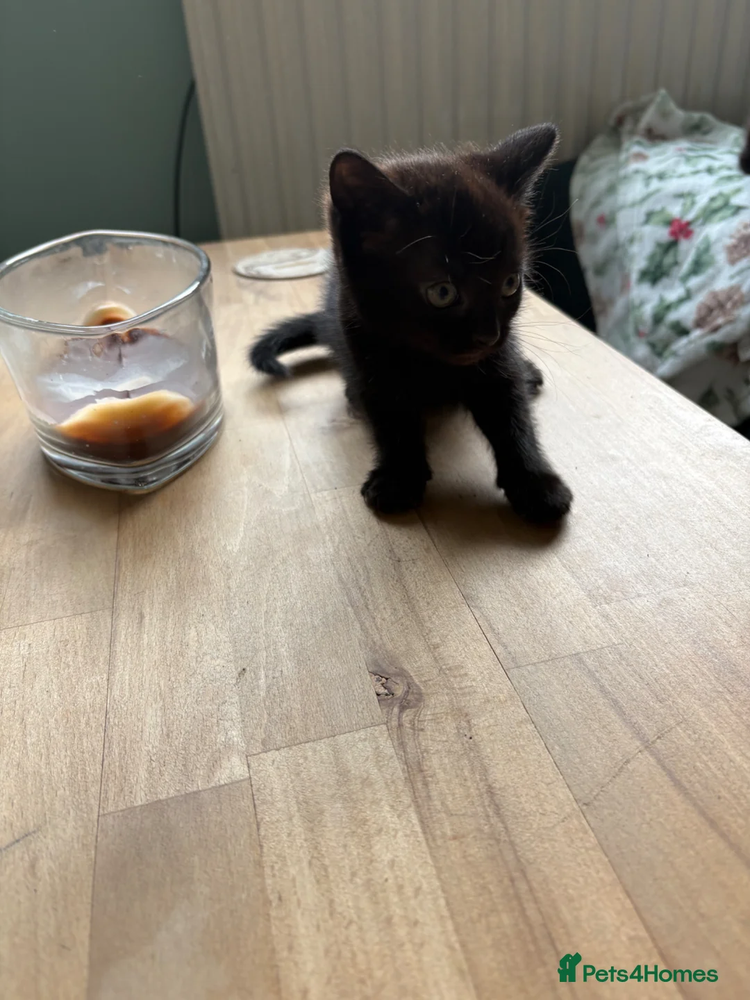 Mixed Breed cats for sale: 3 lovely little female kittens - Advert 5