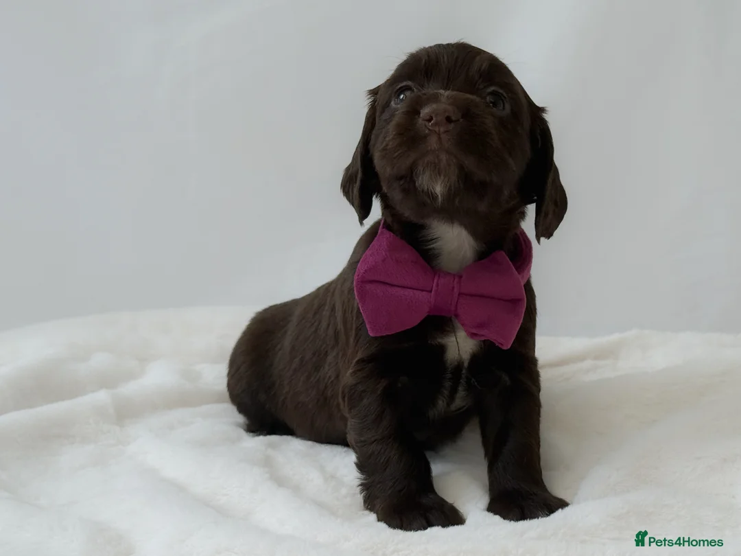 Cocker Spaniel dogs for sale: KC Working Cocker Spaniel Puppies - Health Tested  - Advert 3
