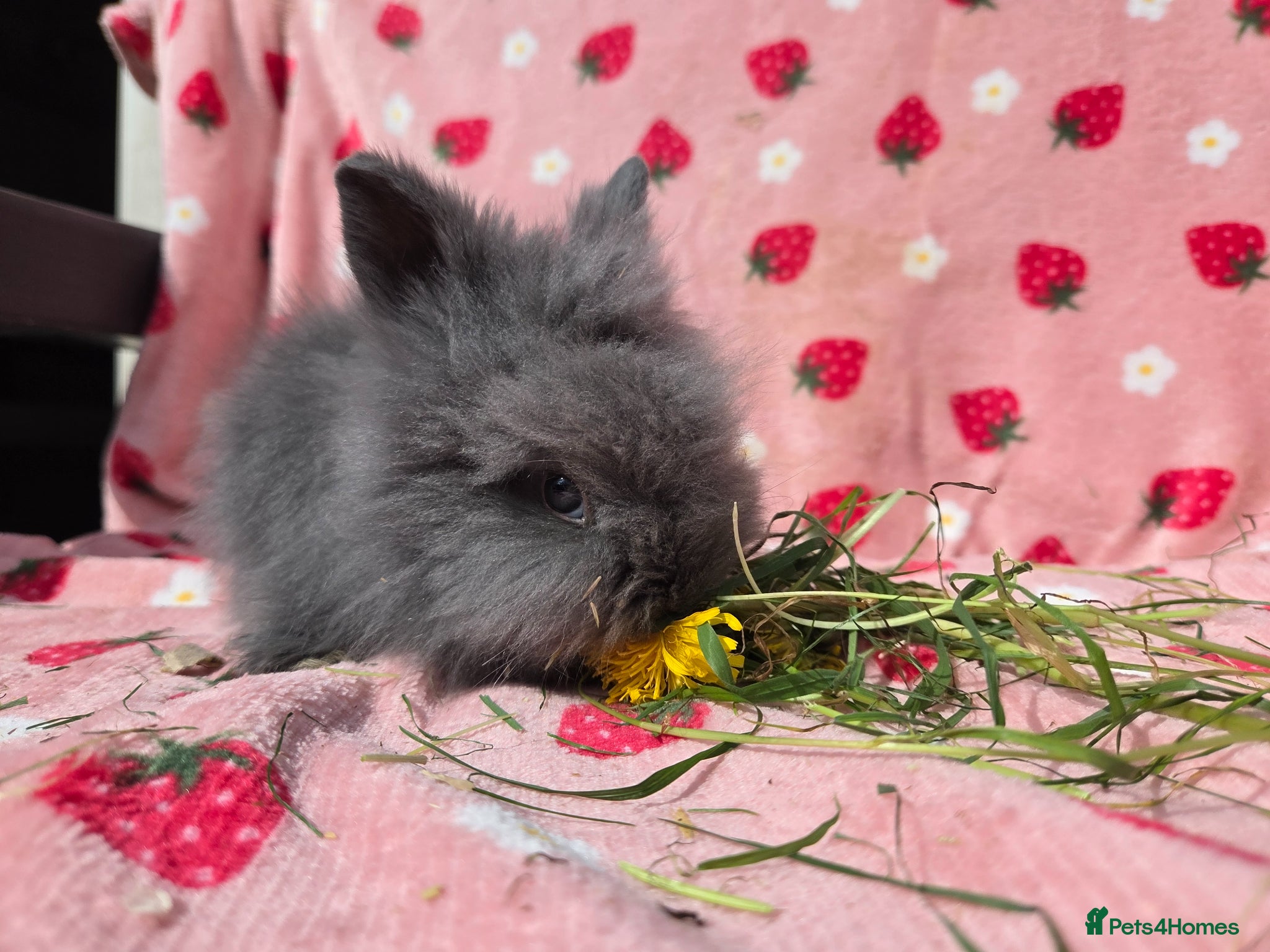 Lionhead rabbits Smokey Blue Grey double main lionhead  - Advert 1