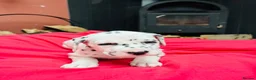Dalmatian dogs for sale: Dalmatian puppies (5 males and 2 bitches) - Advert 11
