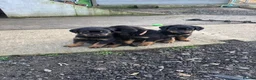 Rottweiler dogs for sale: KC Rottweiler Pups! READY NOW! ONLY 2 BOYS LEFT!  - Advert 11