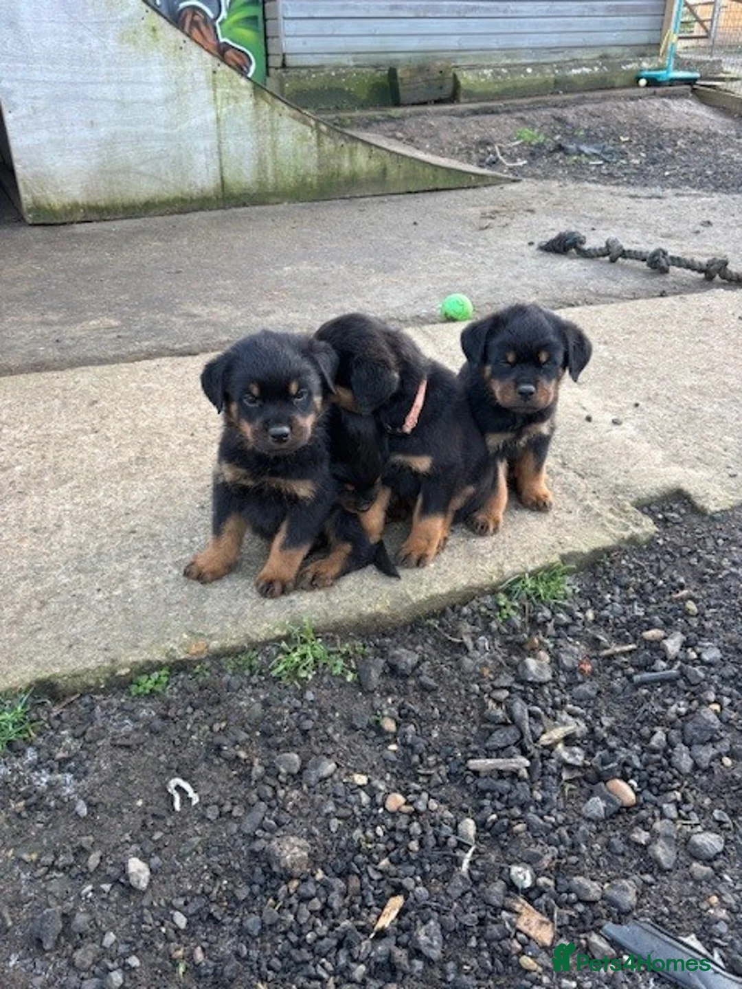Rottweiler dogs for sale: KC Rottweiler Pups! READY NOW! ONLY 2 BOYS LEFT!  - Advert 11