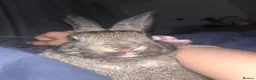 Lionhead rabbits for sale: 2 friendly litter trained bunnies  - Advert 6
