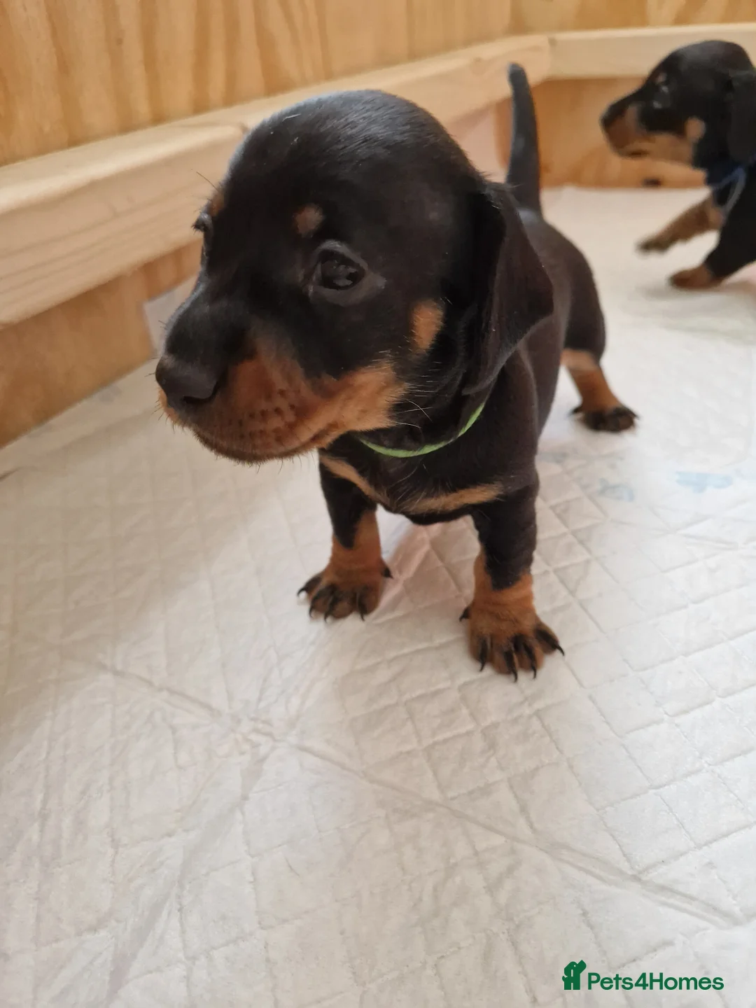 Dachshund dogs for sale: 2 boys remaining  - Advert 1
