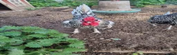Chickens poultry for sale: 6 x Silver Sebright Hatching Eggs  - Advert 4