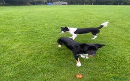 Border Collie dogs for sale: Female collie 10 months  - Image 2
