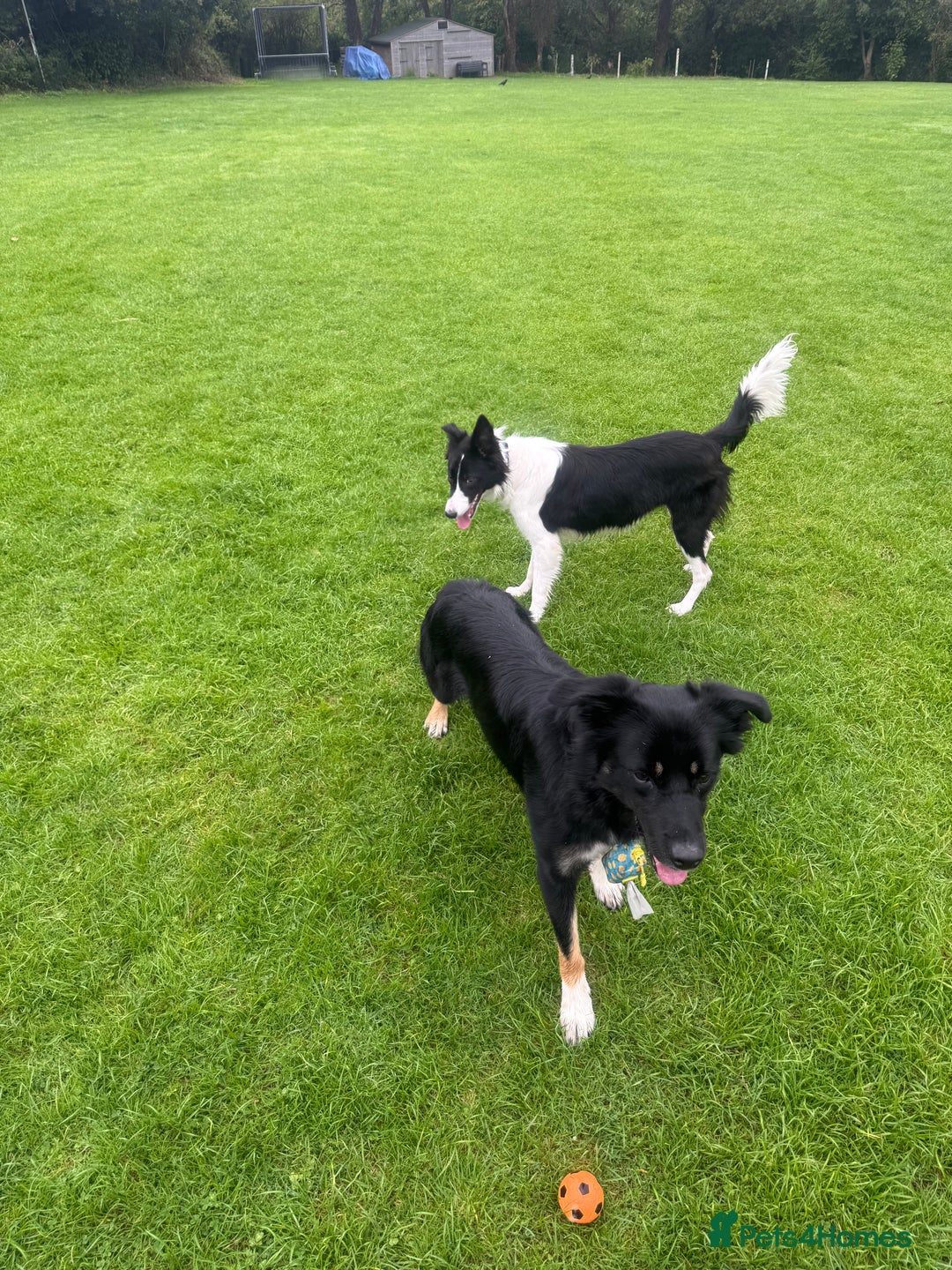 Border Collie dogs for sale: Female collie 10 months  - Image 2
