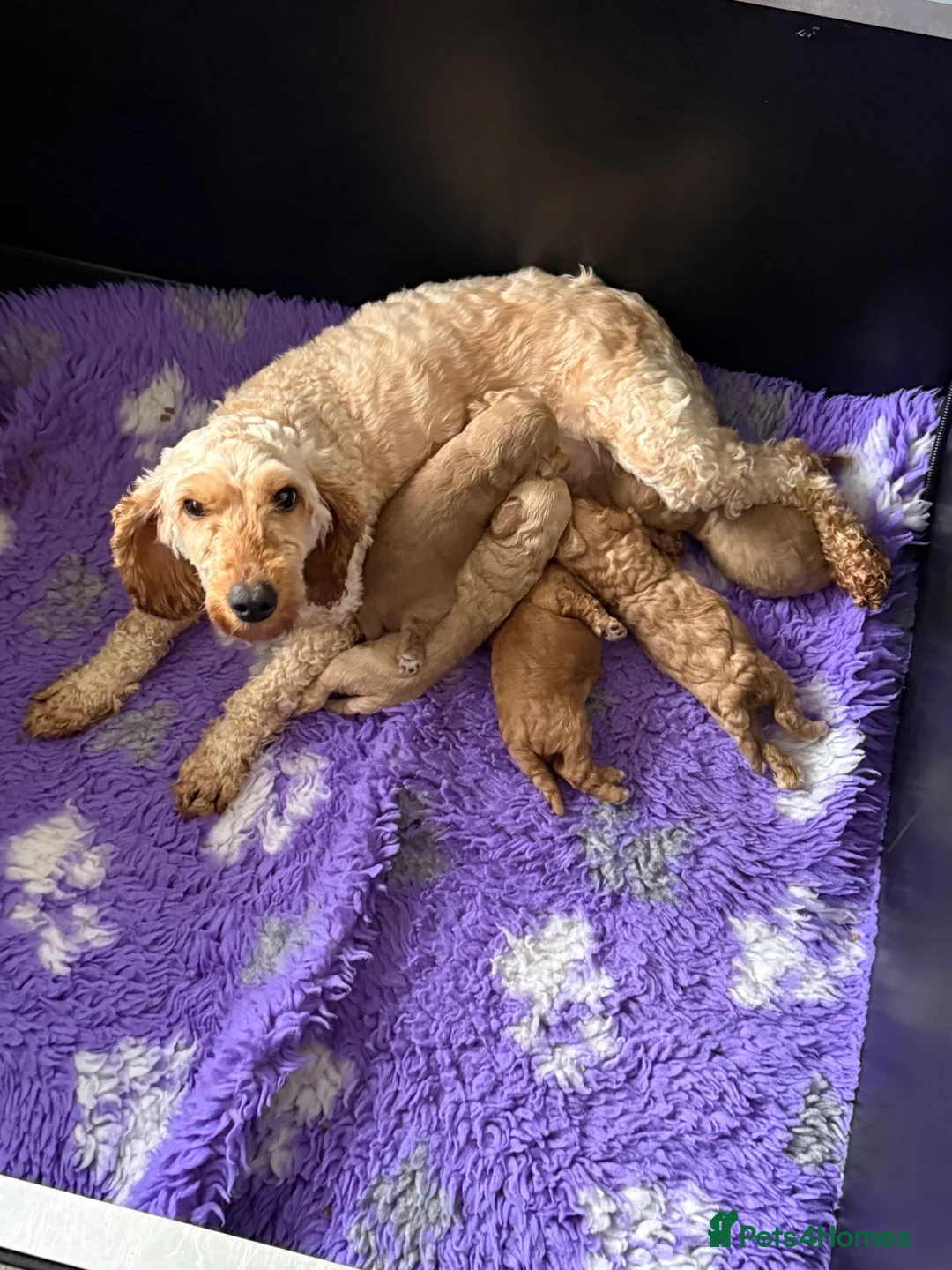 Cockapoo dogs for sale: ❤️COCKAPOO PUPPIES F1B❤️ - Advert 7