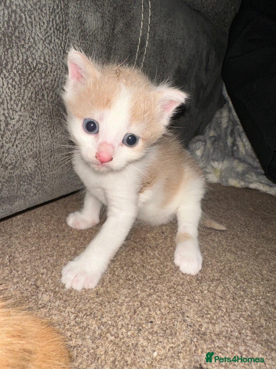 Mixed Breed cats for sale: Mixed breed kittens  - Image 4