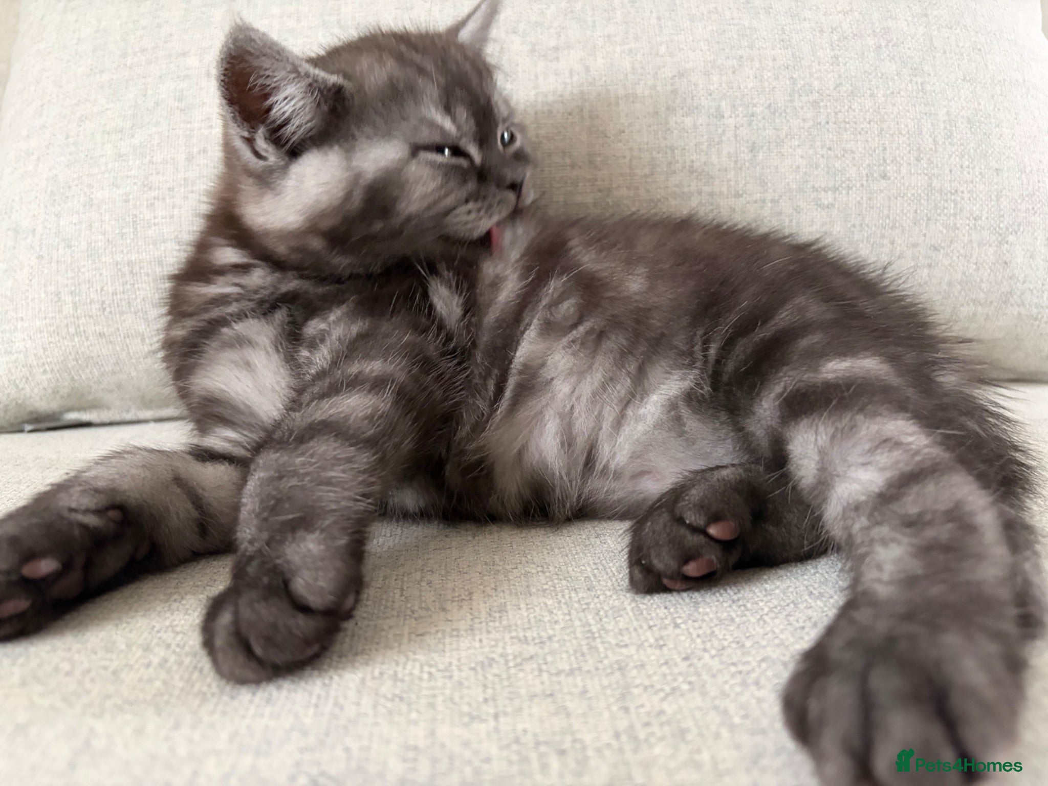 British Shorthair cats 4 British Shorthair kittens - Advert 1