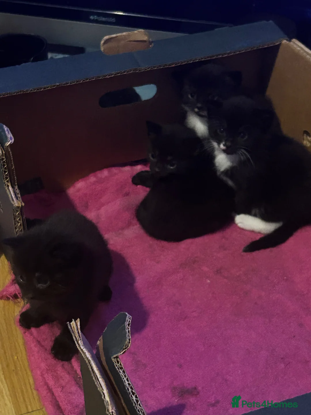Mixed Breed cats for sale: 4 kittens for sale - Advert 2