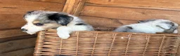 Border Collie dogs for sale: Blue merl border collies  - Advert 10
