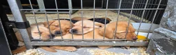 Labrador Retriever dogs for sale: Stunning home-bred labs - Advert 8