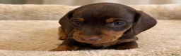 Miniature Dachshund dogs for sale: Miniature Smooth-Haired Dachshund Puppies Puppies in Oxford - Advert 4