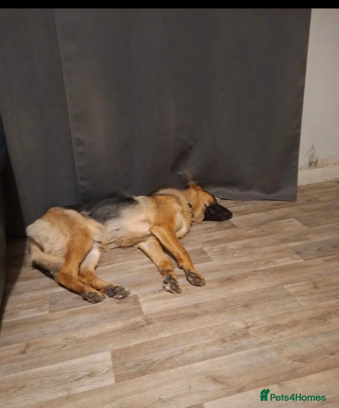 German Shepherd dogs for sale: Sasha in Bridgend - Advert 2