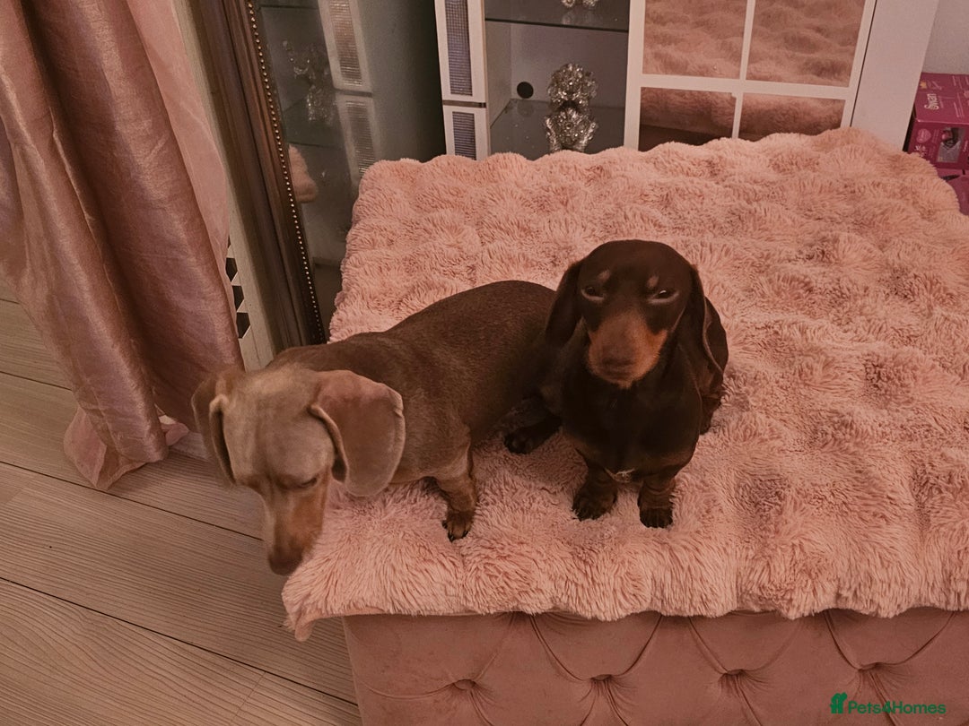 Miniature Dachshund dogs for sale: 10 month old pedegree minature dashound - Advert 1