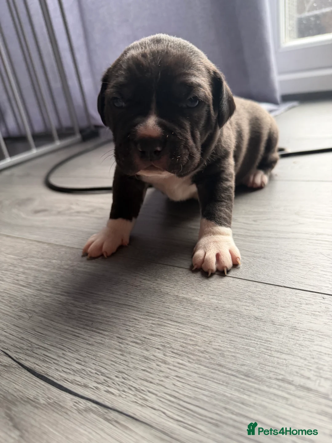 American Bully dogs for sale: American bully classic puppies for sale  - Advert 36