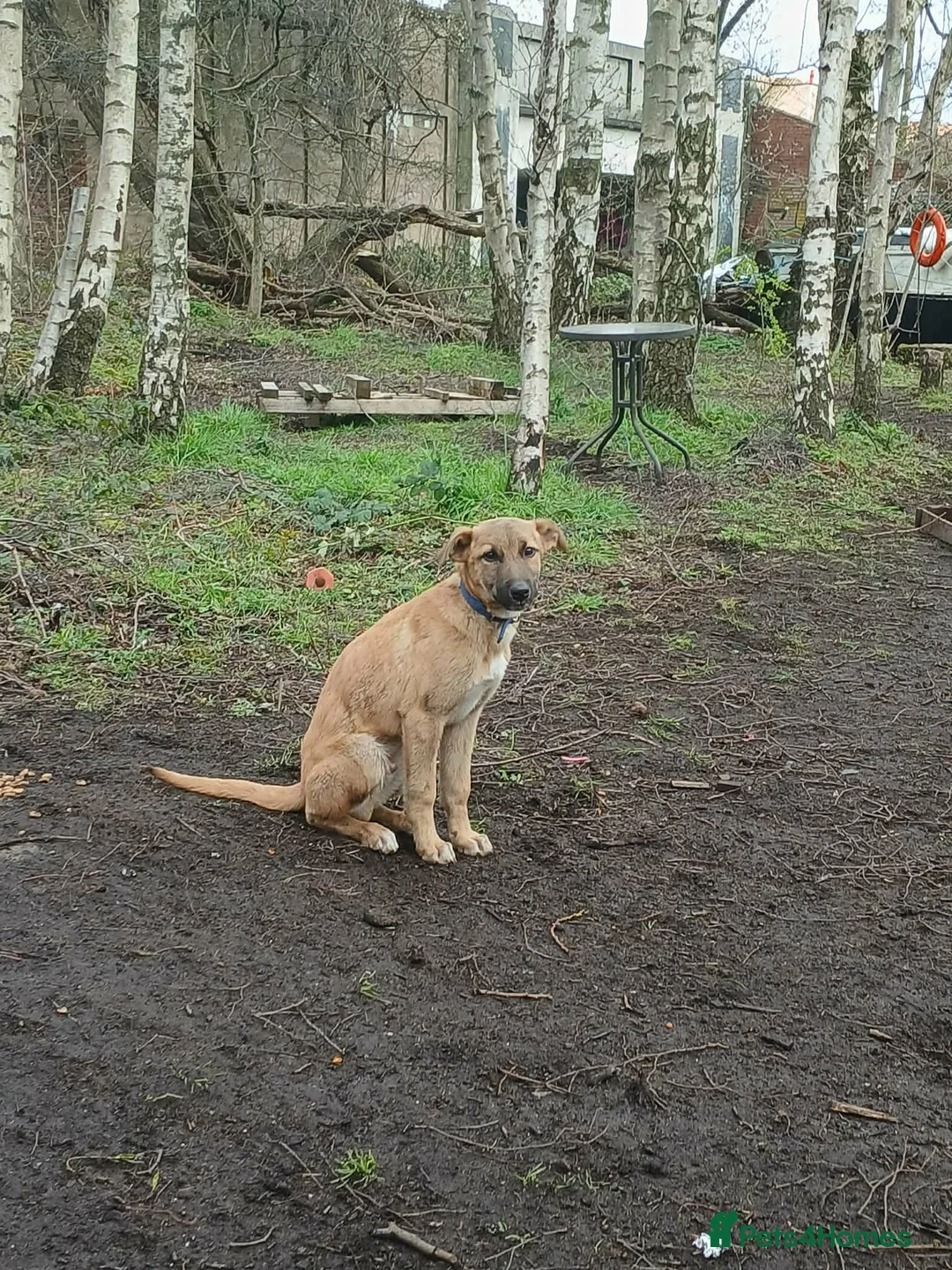 Mixed Breed dogs for sale: My name is scruffy  in Droitwich - Advert 2