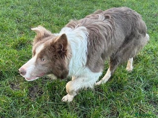 Border Collie dogs in York - Advert 8