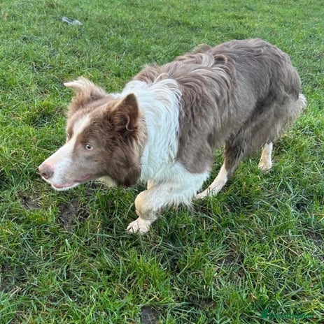 Border Collie dogs in York - Advert 1