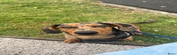 Miniature Dachshund dogs for stud: Mylo  - Advert 2