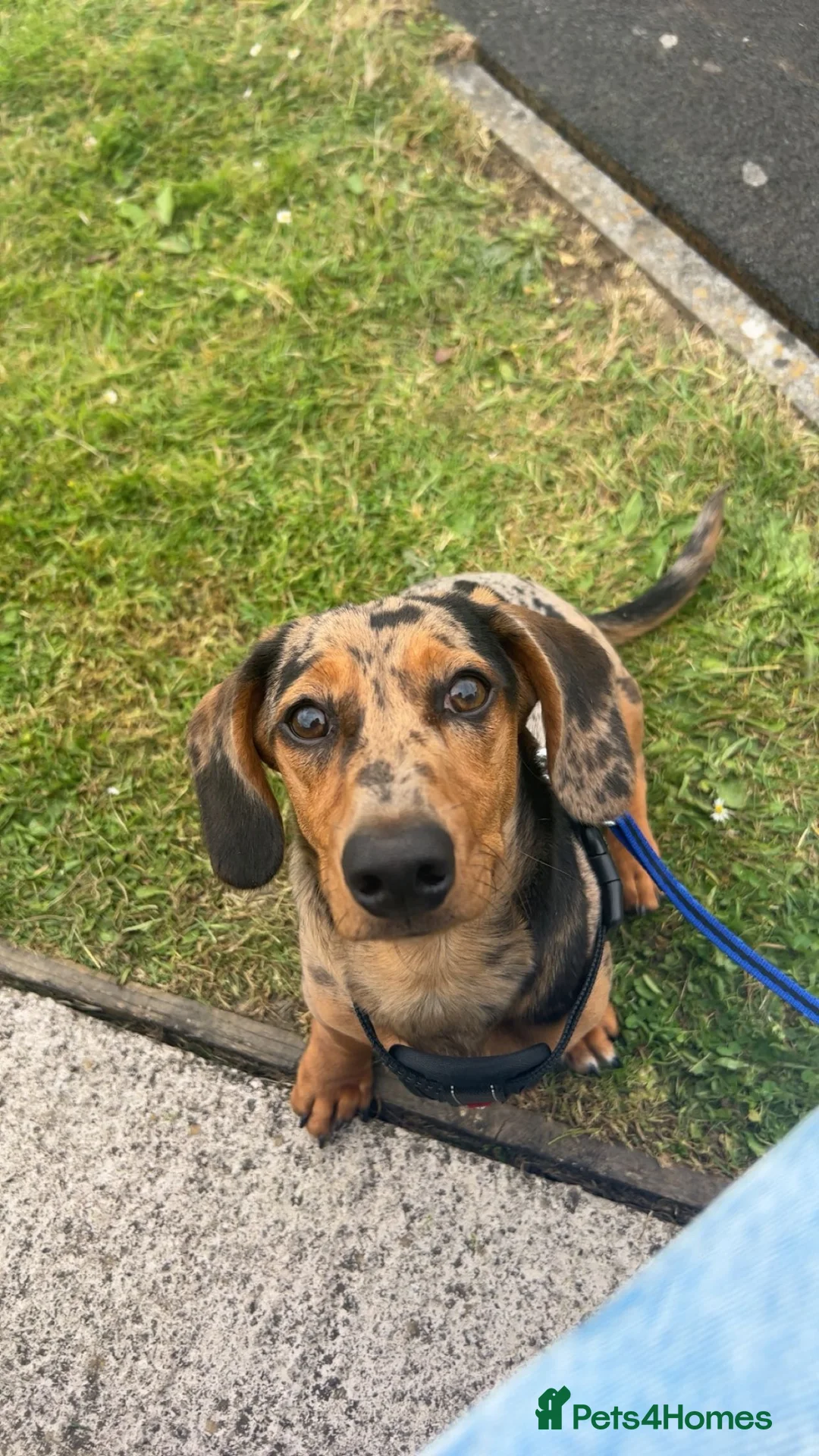 Miniature Dachshund dogs for stud: Mylo  - Advert 2