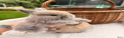 Mini Lop rabbits for sale: Mini lop babies and adults  - Advert 6