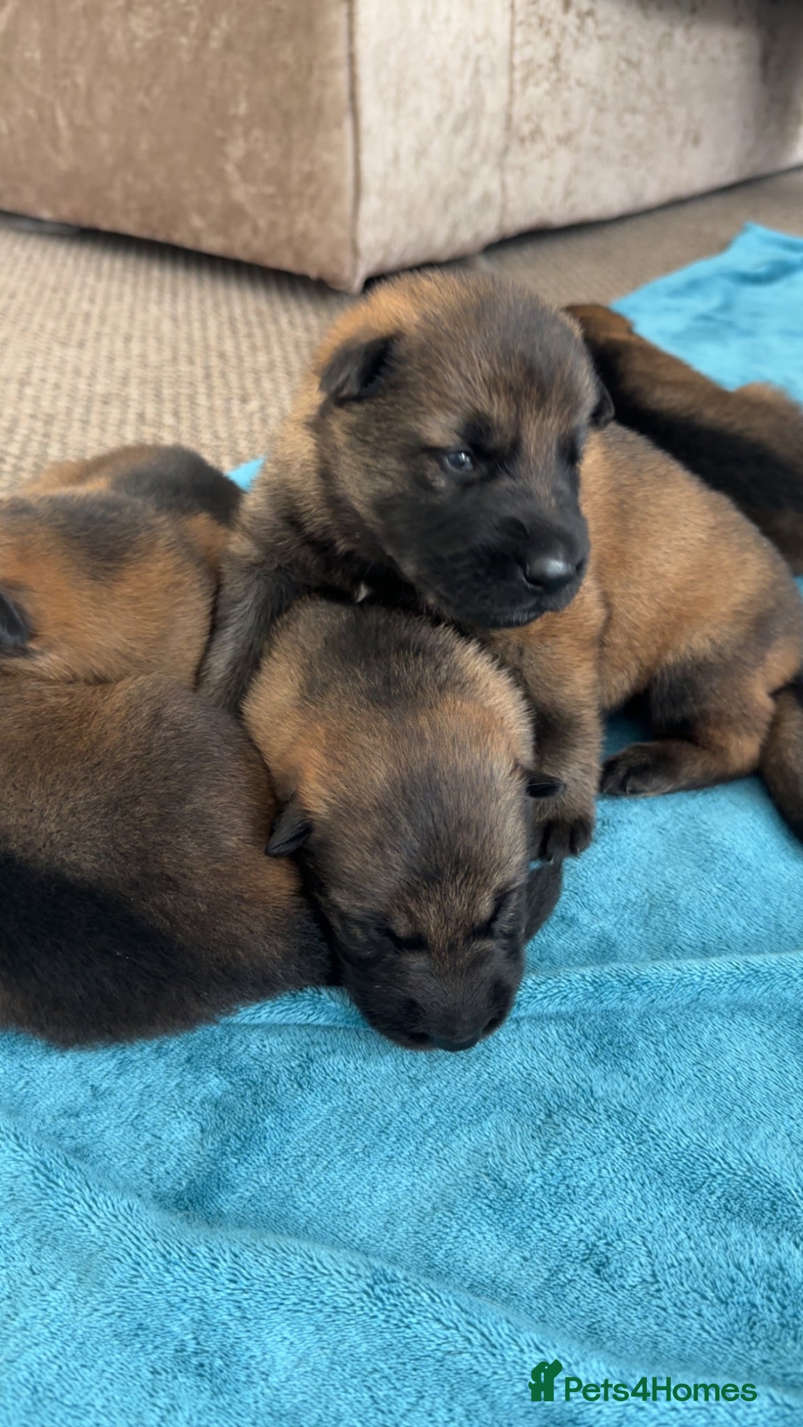 German Shepherd dogs 9 stunning German shepherd pups kc reg working lin - Advert 16