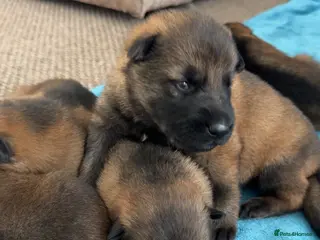 German Shepherd dogs 9 stunning German shepherd pups kc reg working lin - Advert 16