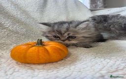 Persian cats for sale: Stunning chinchilla Persian kittens - Image 3