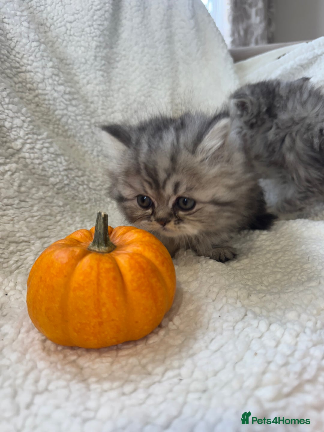 Persian cats for sale: Stunning chinchilla Persian kittens - Image 3