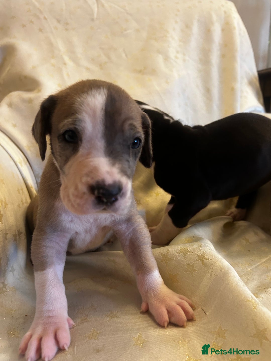 Great Dane dogs for sale: READY NOW… 3 BLACK GIRLS AVAILABLE  - Advert 26