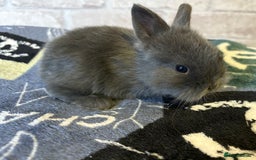 Mini Lop rabbits for sale: Two different litters of rabbits - Image 7