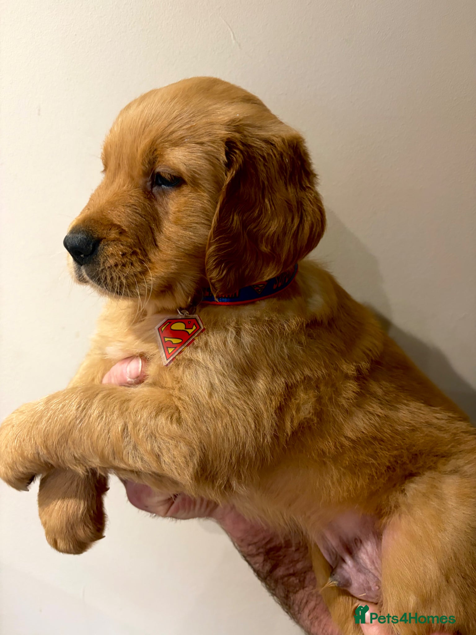 Golden Retriever dogs Gorgeous red golden retriever puppies  - Advert 5