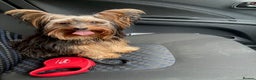 Yorkshire Terrier dogs for sale: Maxi  - Advert 4